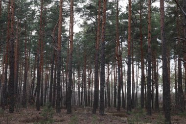 Çam ormanındaki çam ormanı. sonbahar sezonu.