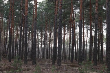 Çam dalları ve yaprakları olan sonbahar ormanı