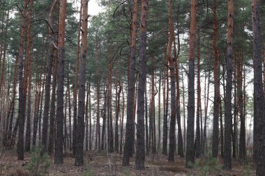 Sabah ormandan sonra çam ağaçları. Sonbahar mevsiminde çam ormanı