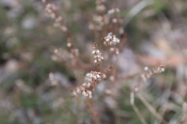 çiçekli arka plan bulanık