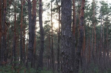 Orman çam ormanı, doğa, bitki örtüsü ve çevre