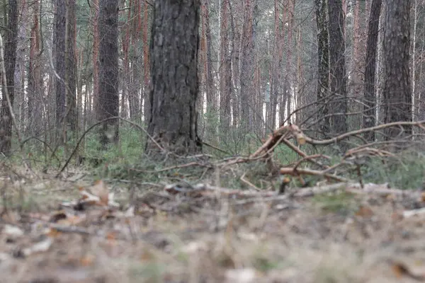 Ormanda bir çam ağacının gövdesine yakın çekim.