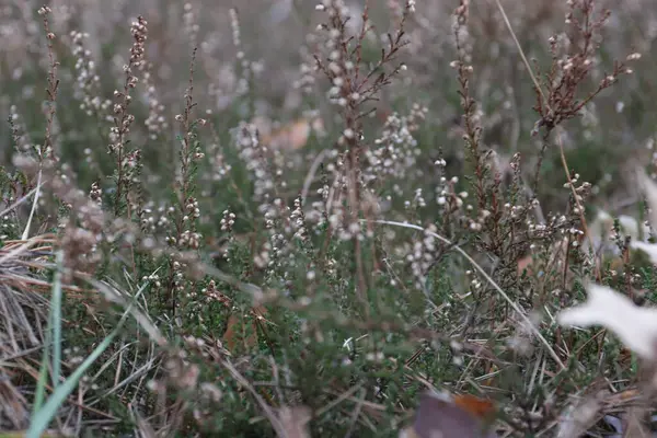 Tarladaki güzel çiçekler
