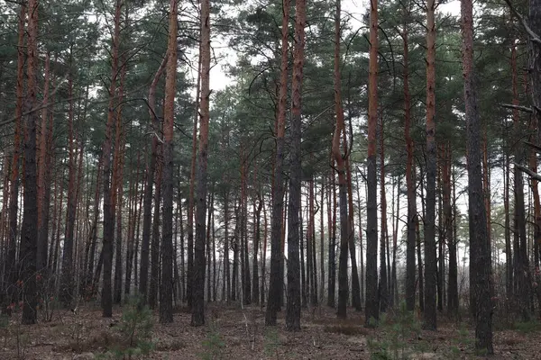 Sonbaharda çam ormanı