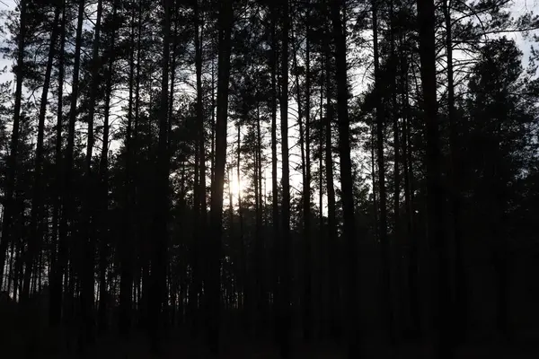 Ormanda güzel bir gün batımı