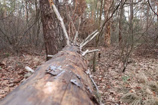 Ormandaki çam ağaçları ve dallar