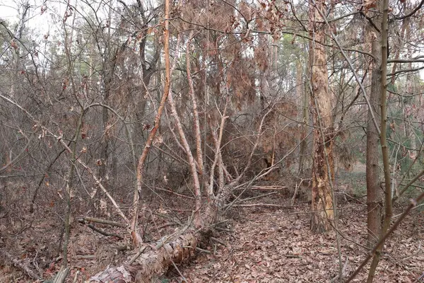 Letonya 'da terk edilmiş eski bir orman