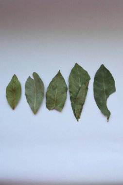 Beyaz arkaplanda yeşil yaprakların dikey görüntüsü