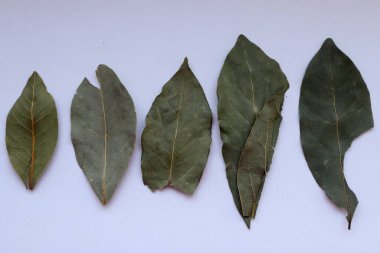 beyaz arkaplanda yeşil yapraklar