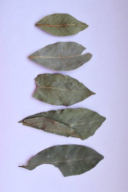 beyaz zemin üzerine kuru defne yaprağı