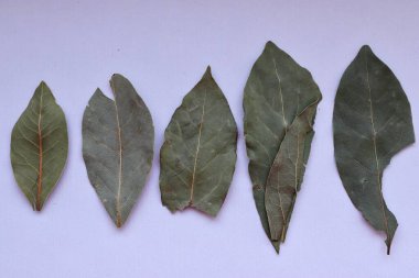 arkaplanda yeşil yaprak izole.