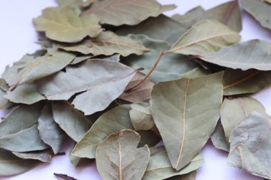 Beyaz arkaplanda defne yaprağı