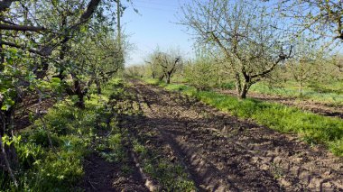 Ormanda yeşil ağaçlar