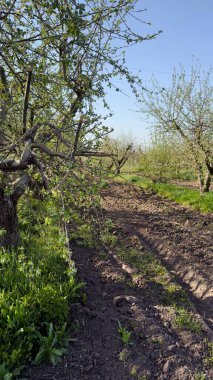 Gündüz vakti mavi gökyüzünün altındaki kiraz bahçesinin dikey görüntüsü.