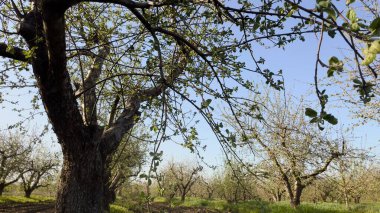 Bahçede güzel bahar çiçekleri