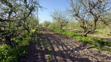 Meyve bahçesinde elma ağaçları.