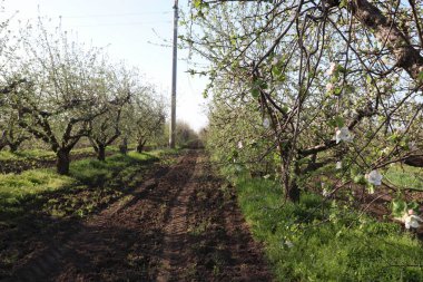 Parkın güzel manzarası