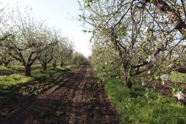 Bahçede güzel bahar çiçekleri