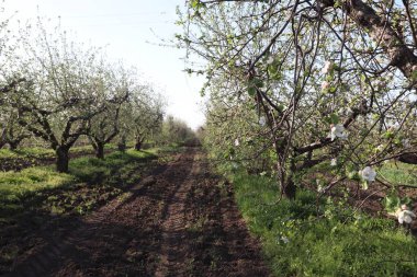 Elma ağaçlarının meyve.
