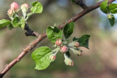 İlkbaharda ağaçta elma çiçekleri