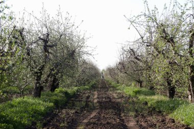 Olgun meyveli elma ağacı bahçesi