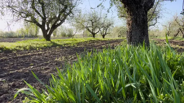 Parkın güzel manzarası