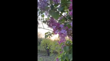 Ormanın güzel manzarası