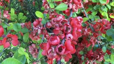  Japon heneomeles, heneomeles, red flowers, Japanese quince, red flowers on a bush, flowers, spring flowering, bush,