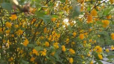 Kerria japonica, genellikle Japon kervanı ya da Japon gülü olarak bilinir, Çin ve Japonya 'ya özgü bir gül familyasından sarı yapraklı bir çalılıktır. Sarı çiçek, çiçek, sarı, bitki