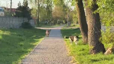 Şehirde köpek gezdiriyorum.