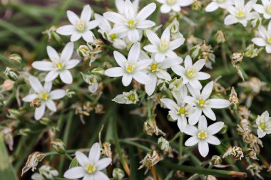 Bahçedeki güzel çiçekler