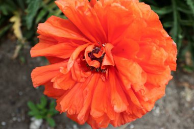 Kırmızı gelincik çiçekleri, gelincikler, haşhaş tomurcukları, gelincikler Birinci Dünya Savaşı kurbanlarının ve daha sonra tüm askeri ve sivil çatışmaların kurbanlarının bir sembolüdür.. 