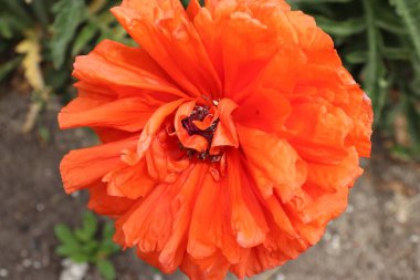 Kırmızı gelincik çiçekleri, gelincikler, haşhaş tomurcukları, gelincikler Birinci Dünya Savaşı kurbanlarının ve daha sonra tüm askeri ve sivil çatışmaların kurbanlarının bir sembolüdür.. 