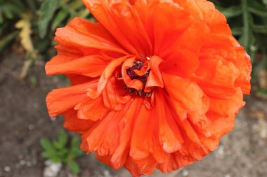 Kırmızı gelincik çiçekleri, gelincikler, haşhaş tomurcukları, gelincikler Birinci Dünya Savaşı kurbanlarının ve daha sonra tüm askeri ve sivil çatışmaların kurbanlarının bir sembolüdür.. 