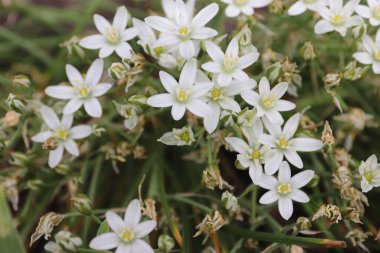 Bahçede güzel bahar çiçekleri