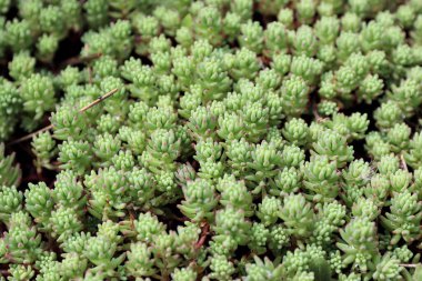 Bahçedeki yeşil yosunları kapatın.