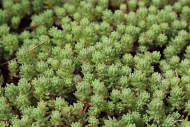 Güzel botanik fotoğrafı, doğal duvar kağıdı.