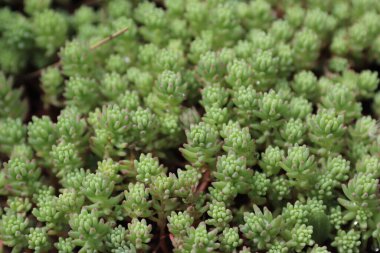 Yakın çekim - bahçede yeşil yosun, makro çekim.