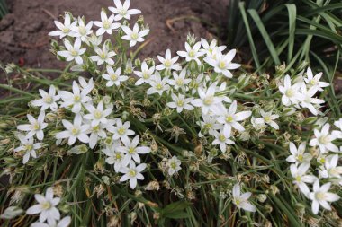 Doğadaki çiçekler, kapatın.