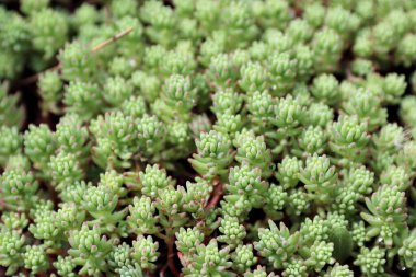 Güzel botanik fotoğrafı, doğal duvar kağıdı.