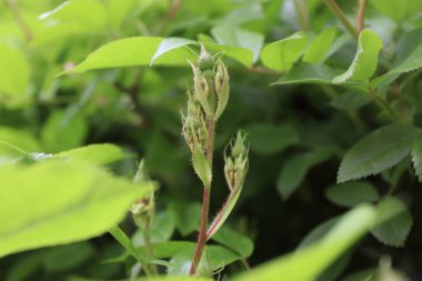 yeşil yapraklar, bitki örtüsü ve doğa