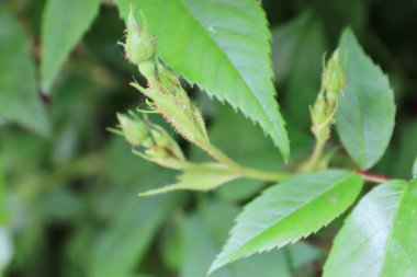 Doğada güzel yaprakları