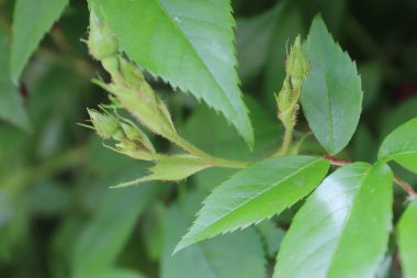 Güzel yeşil yaprakların manzarası, doğa kavramı.