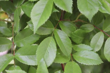 yeşil yapraklar, bitkiler ve yapraklar