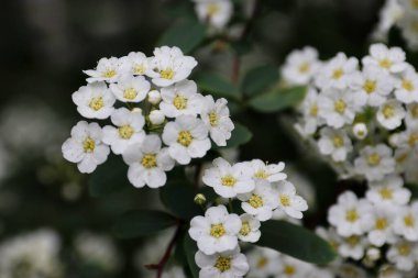  Spiraea kantoniensis (
