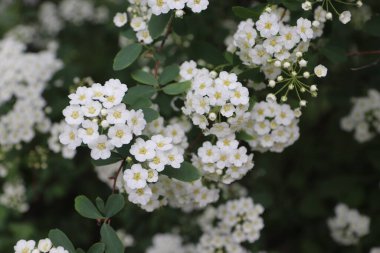  Spiraea kantoniensis (