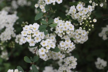  Spiraea kantoniensis (