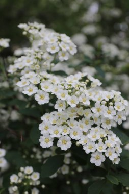  Spiraea kantoniensis (