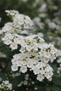  Spiraea kantoniensis (