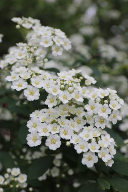 Spiraea kantoniensis (